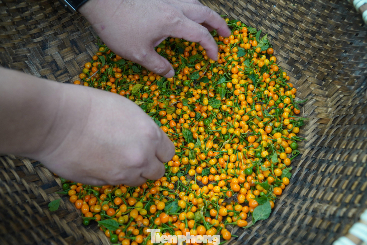 Sau khi hái xong, ớt được để vào những chiếc rổ để nhặt bỏ lá còn sót ra ngoài.