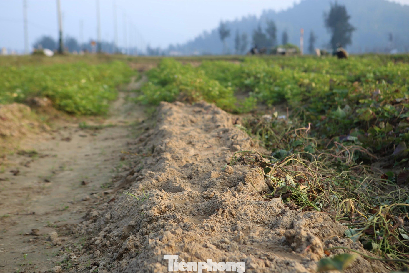 Khi trồng khoai lang phải vun thành luống để đảm bảo thoát nước, tránh tình trạng bị thối củ, bị sùng ăn. Trồng khoai không đòi hỏi nhiều công chăm sóc như lúa, rau mà chủ yếu là bón phân kích thích ra rễ, củ, hạn chế phát triển dây, lá.