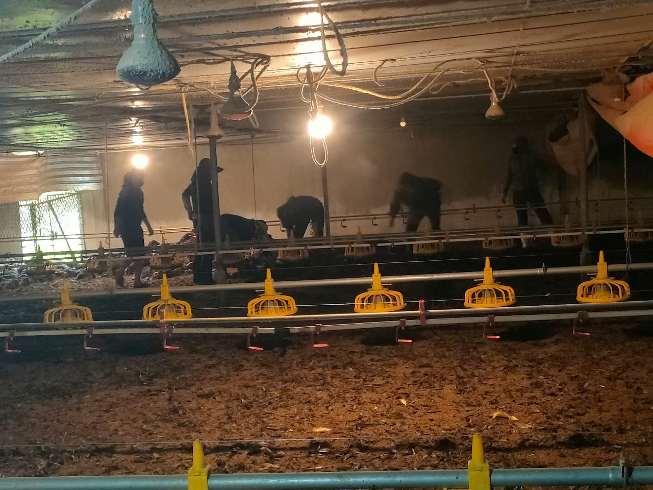 Do sự cố chập điện, 8.000 con gà nuôi khép kín tại trang trại ở huyện Hương Khê (Hà Tĩnh) chết, gia chủ thiệt hại tiền tỷ.