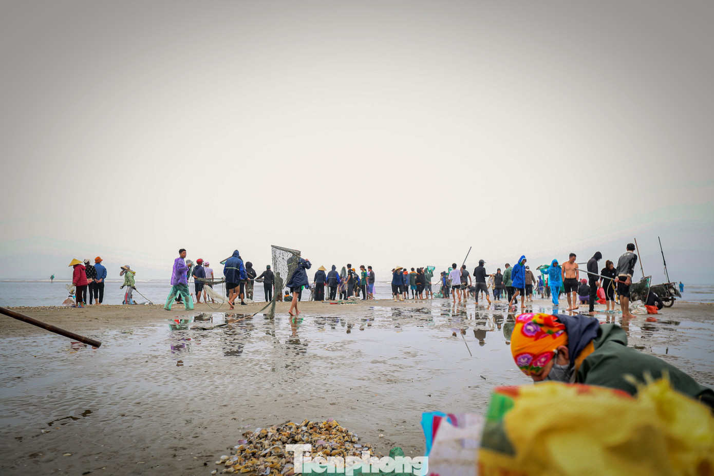 Trung bình, mỗi gia đình ngư dân 3-4 người bắt được từ 50kg đến hơn 100kg sò lông.