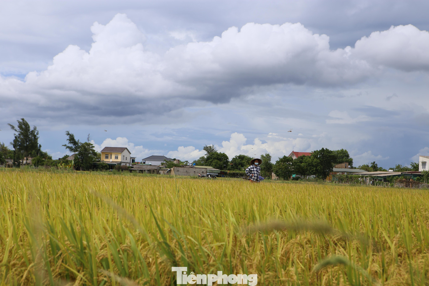 Tính đến sáng nay (8/9), toàn tỉnh Hà Tĩnh thu hoạch được 35.797 ha lúa hè thu, đạt 79,6% tổng diện tích trên toàn tỉnh. Tỉnh còn hơn 9.100 ha lúa hè thu chưa thu hoạch. Trước diễn biến thời tiết có mưa lớn như hiện nay, bà con nông dân và các địa phương đang tập trung cao để thu hoạch và bảo toàn năng suất lúa.