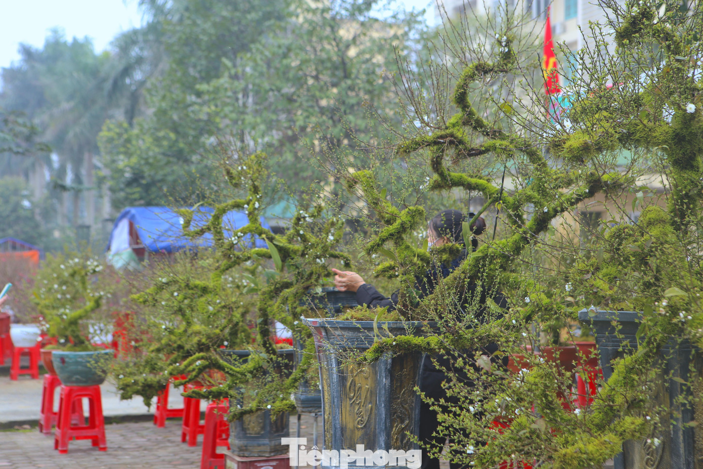 Mỗi chậu mai sẽ được uốn theo các thế khác nhau để tạo dáng.