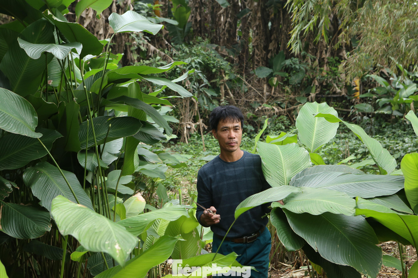 Lá dong được thu hoạch, sau đó vào nhà chọn những loại lá to, không bị rách để bó thành từng bó trước khi đưa ra thị trường.
