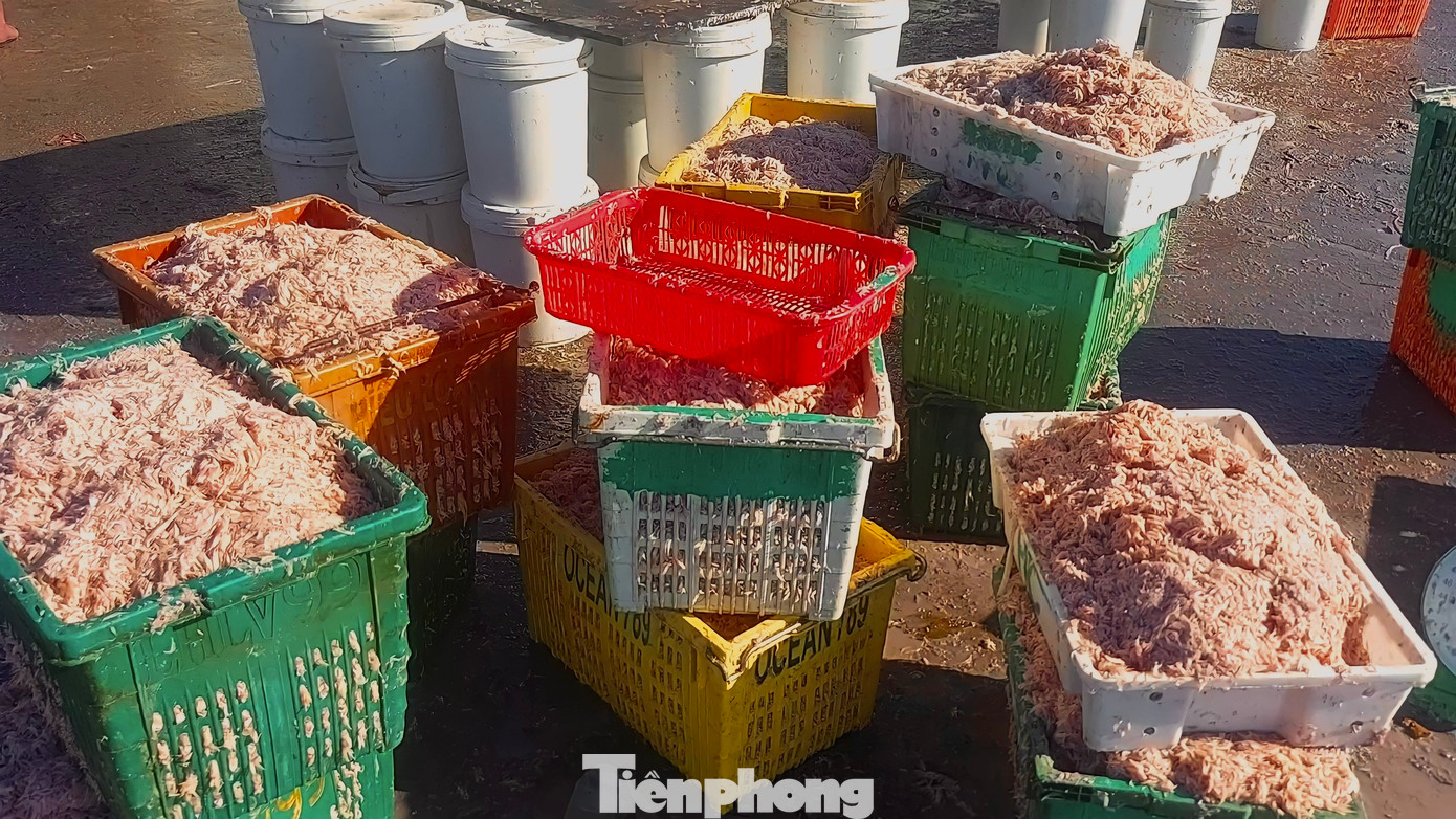 Ruốc được đựng tại các khay nhựa để bán cho thương lái thu mua. Ruốc được đựng tại các khay nhựa để bán cho thương lái thu mua.