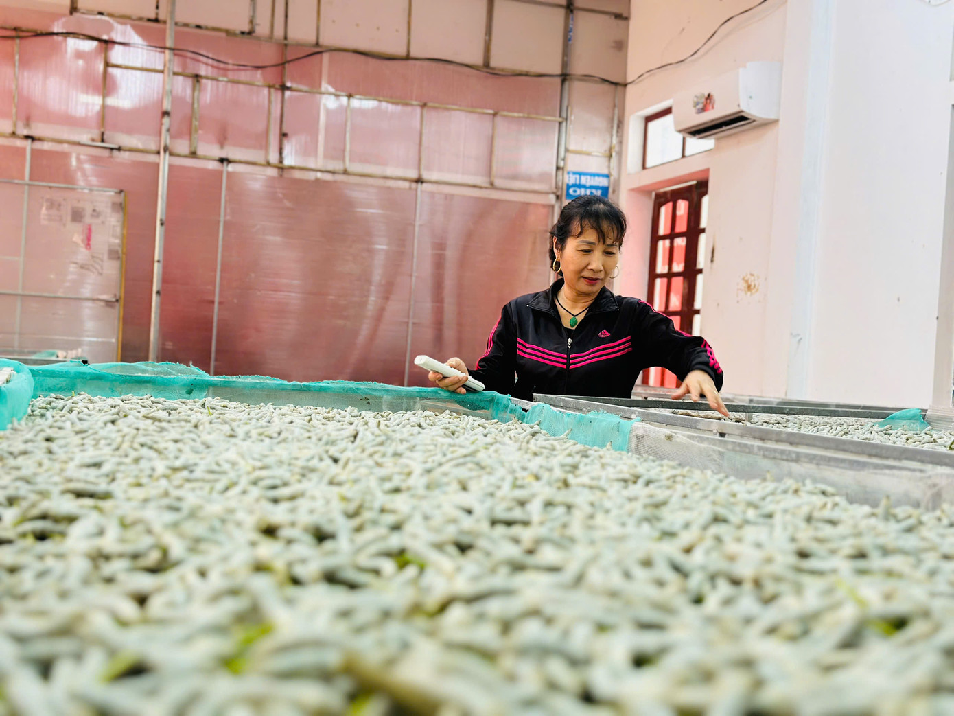 Đến nay, Hợp tác xã của anh Cường đã mở rộng lên 7ha dâu, đạt năng suất 9 tấn/ha. Với diện tích gần 40m2, ông Cường đã đầu tư 2 máy điều hòa 2 chiều có công suất 900 BTU, lắp đặt thêm thiết bị đo nhiệt độ, độ ẩm để luôn kiểm soát nhiệt độ phù hợp cho tằm sinh trưởng.