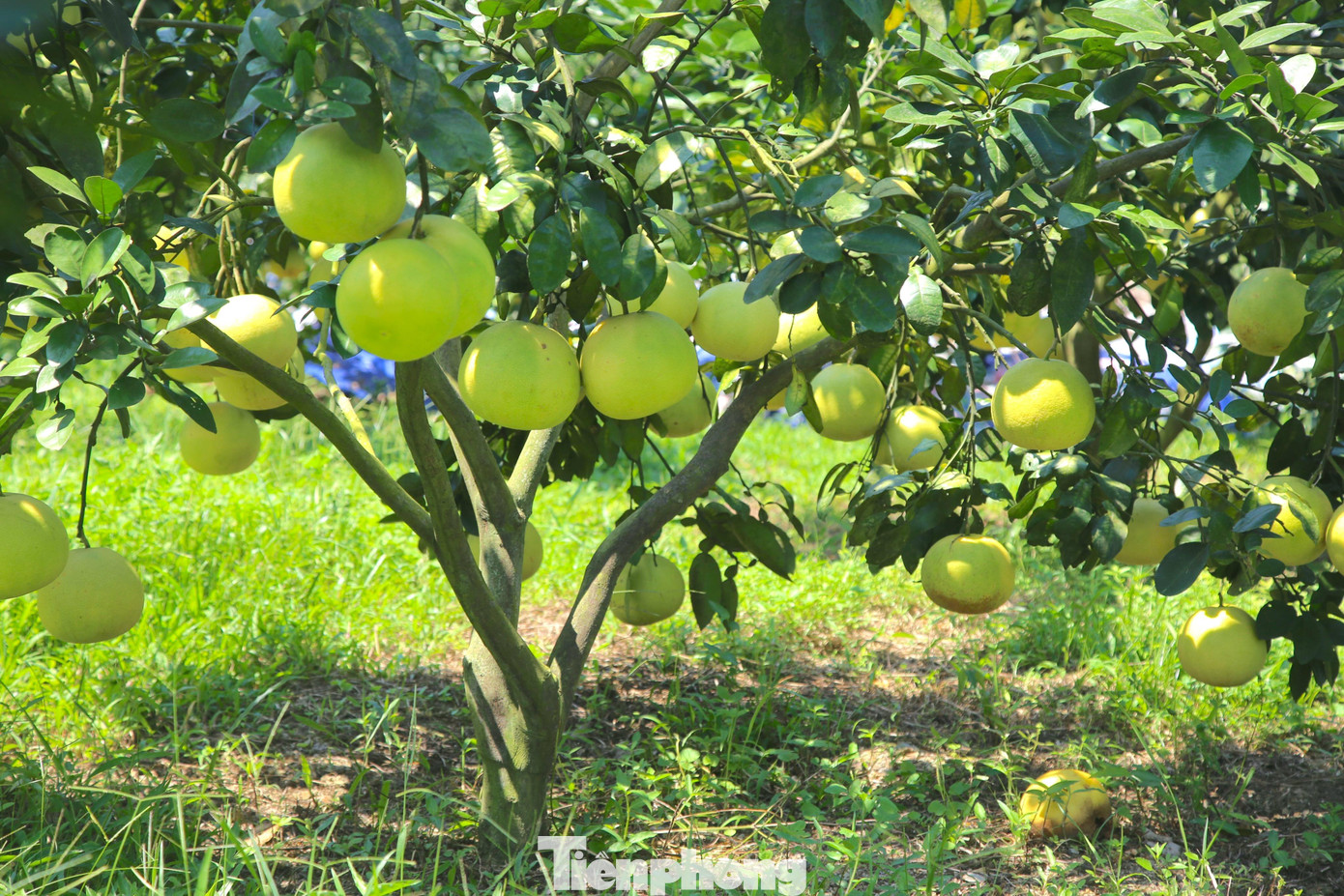 Hiện tại giá bưởi được bán từ 30-50 ngàn đồng/quả, cũng có những loại đặc biệt được bán với giá 70 ngàn đồng/quả.