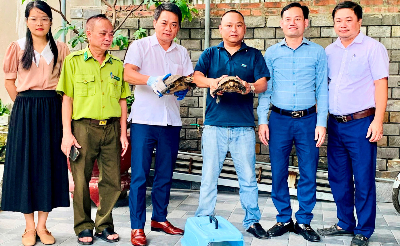 Buổi tiếp nhận 2 cá thể rùa núi viền quý hiếm do người dân giao nộp để thả về môi trường tự nhiên. Buổi tiếp nhận 2 cá thể rùa núi viền quý hiếm do người dân giao nộp để thả về môi trường tự nhiên.