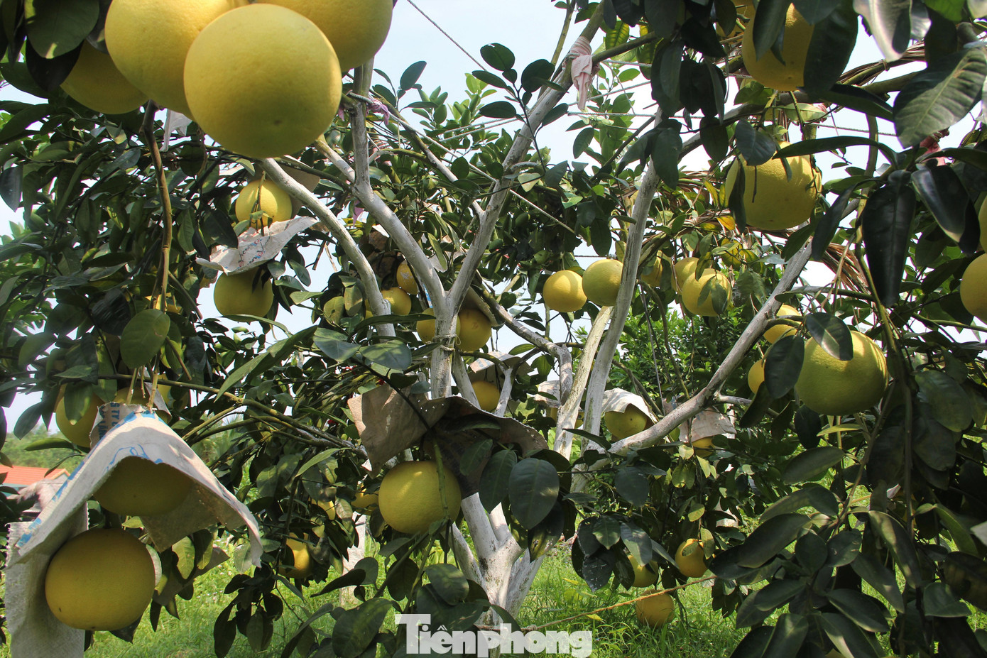 Bưởi Phúc Trạch được nhiều người biết đến là loại quả ngon, lọt top các loại hoa quả ngon nhất trong một cuộc đấu xảo trái cây toàn xứ Đông Dương vào những năm đầu thế kỷ 20.