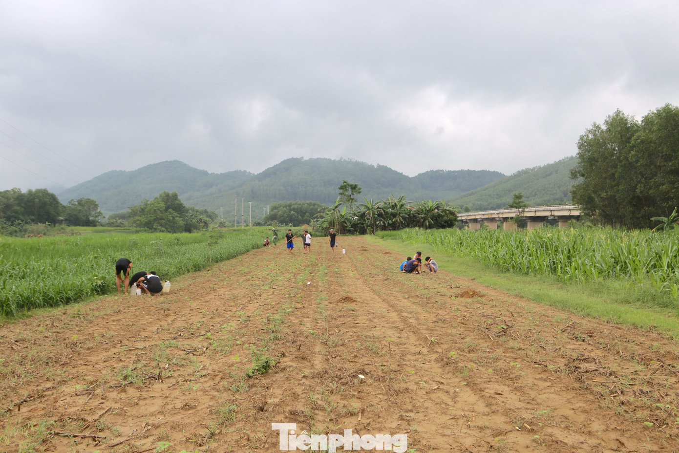 Cứ đến tháng 7-9 âm lịch, người dân các xã ở huyện Hương Sơn lại đổ xô ra các cánh đồng, bãi đất bồi ở ven sông để bắt dế. Dế là loài côn trùng thuộc bộ cánh thẳng, có râu dài, cặp chân sau to, khỏe, đào hang sống dưới đất.