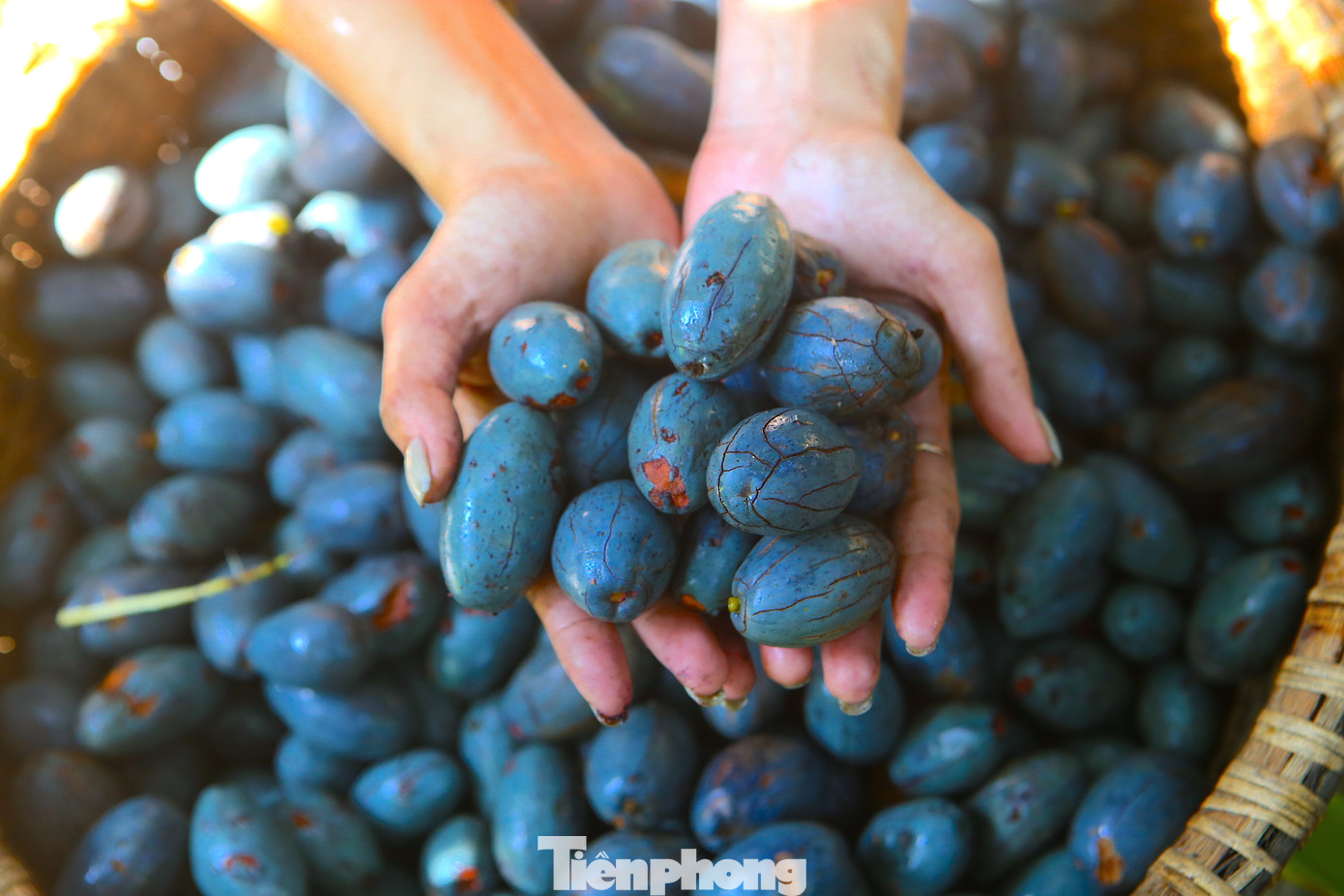 Một số tiểu thương cũng đến săn lùng tìm mua những gốc cọ có quả ngon, béo và vỏ dày. Giá được mua tại vườn từ 15-20 ngàn đồng/kg.