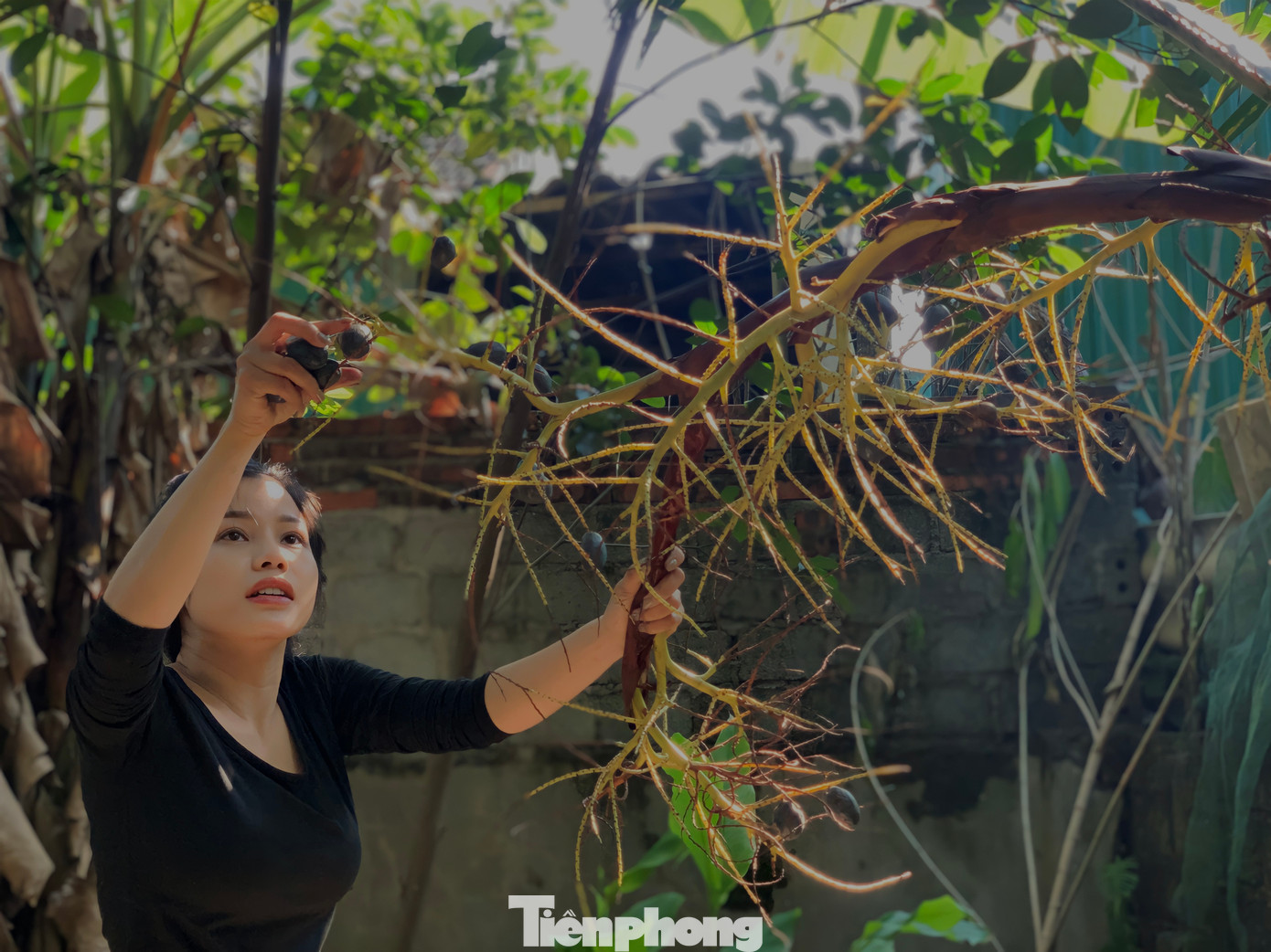 Chị Nguyễn Thị Linh (29 tuổi, trú huyện Hương Sơn) cho biết, quả cọ có thể chế biến thành các món như muối, kho thịt, kho cá hay cọ om...