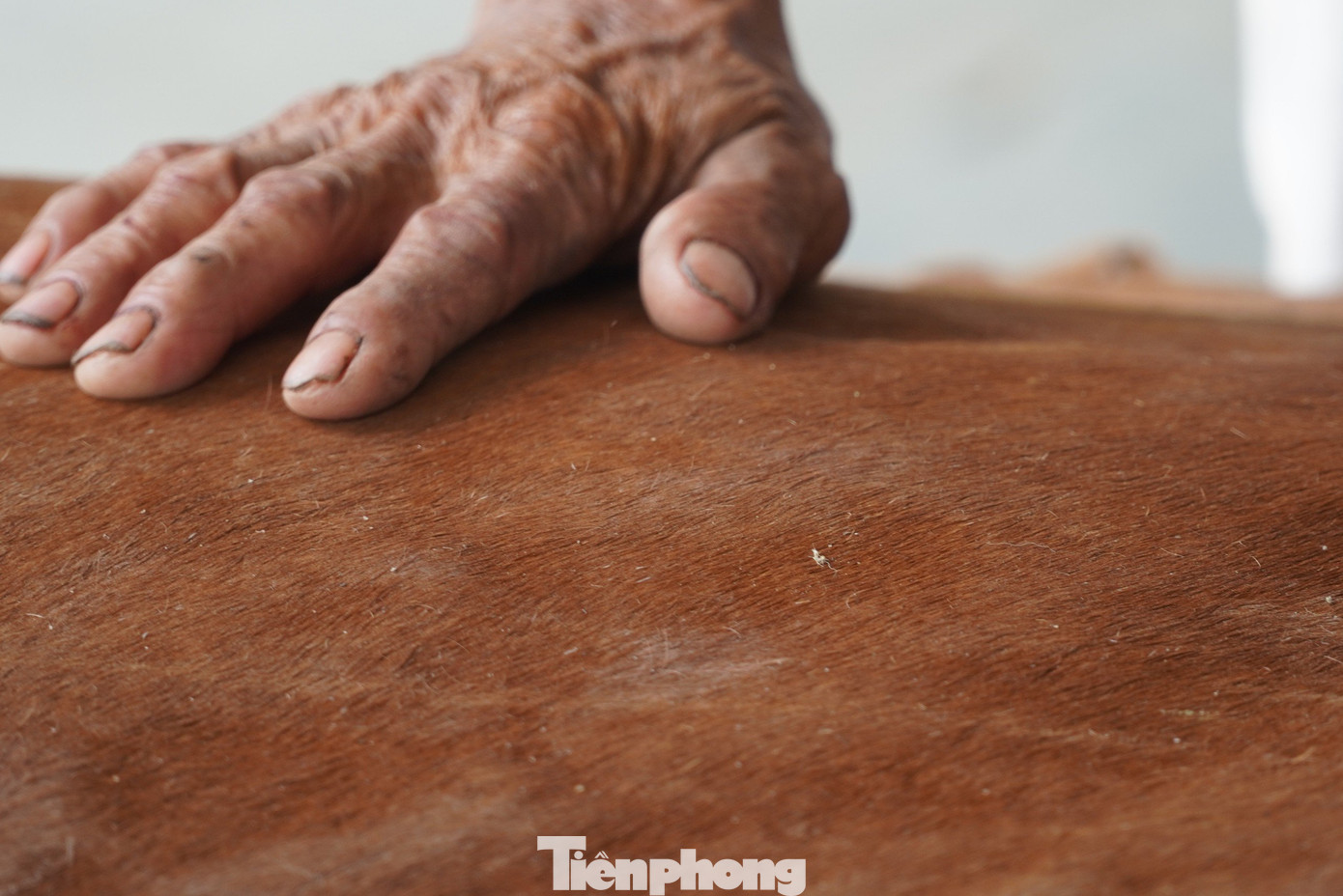 Khi nào da bò khô, đạt được độ dai, gõ tiếng tạo ra âm thanh bộp bộp, lúc ấy mới làm được trống. Khi nào da bò khô, đạt được độ dai, gõ tiếng tạo ra âm thanh bộp bộp, lúc ấy mới làm được trống.