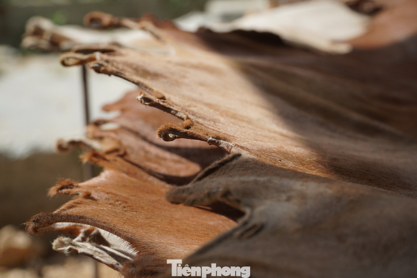 Khi nào da bò khô, đạt được độ dai, gõ tiếng tạo ra âm thanh bộp bộp, lúc ấy mới làm được trống. Khi nào da bò khô, đạt được độ dai, gõ tiếng tạo ra âm thanh bộp bộp, lúc ấy mới làm được trống.