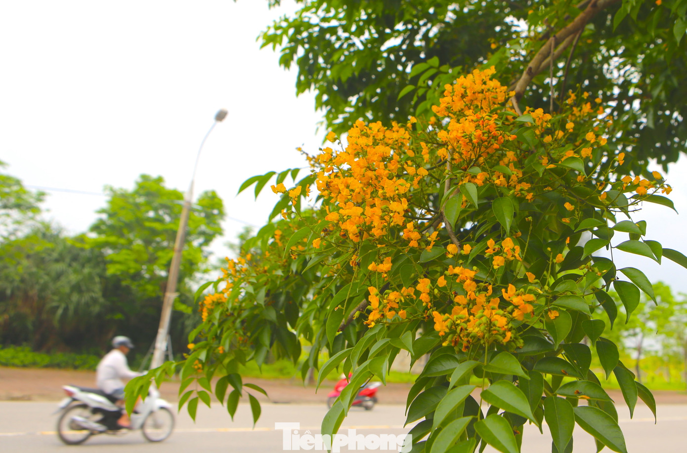 Giáng hương là loài cây thân gỗ, cho bóng xanh mát. Cây được trồng ở nhiều tuyến đường tại thành phố Hà Tĩnh.