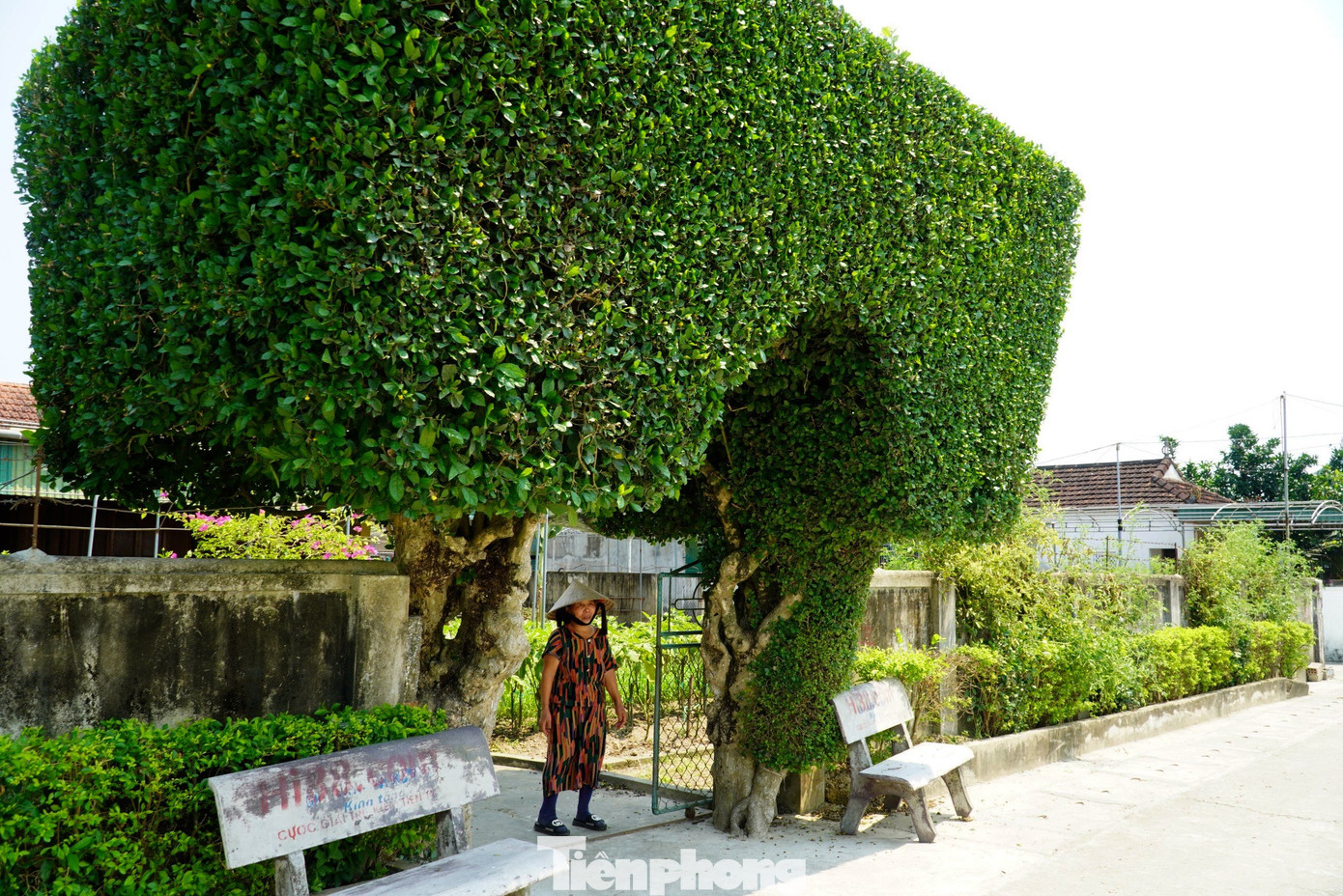 Những chiếc cổng nhà được tạo chủ yếu theo hình thang, hình vuông, chiều cao 4,5m, rộng khoảng 4m. Hai cây duối cổ thụ được trồng ở hai bên để làm cổng.