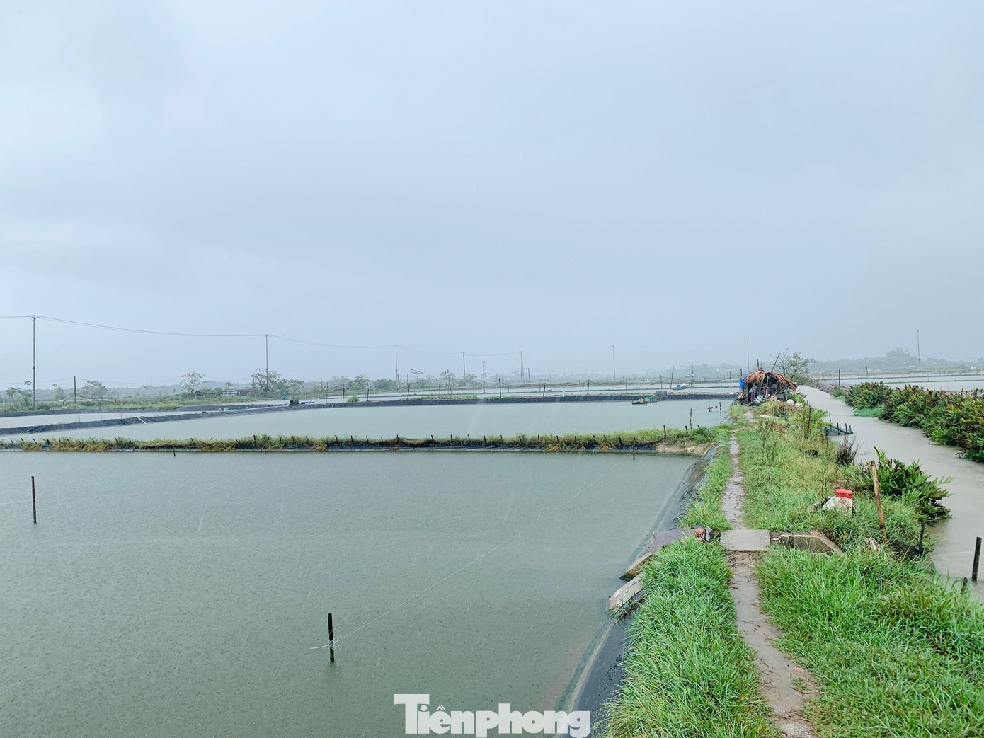 Khu vực hồ nuôi tôm ở xã Hộ Độ.