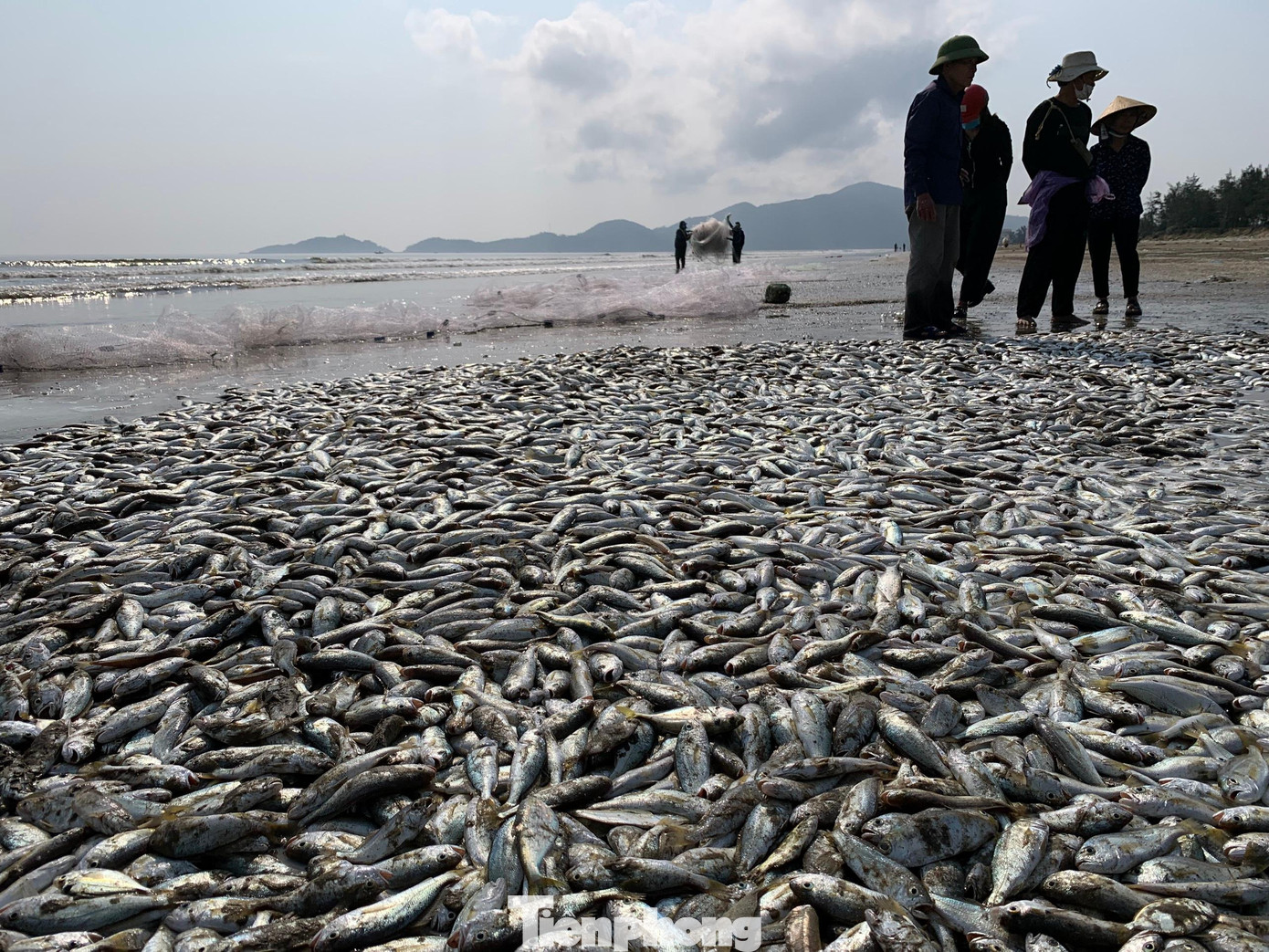 Ngư dân cho hay, từ Tết đến nay, hôm nào trời nắng đẹp, ít gió, cá xuất hiện nhiều.