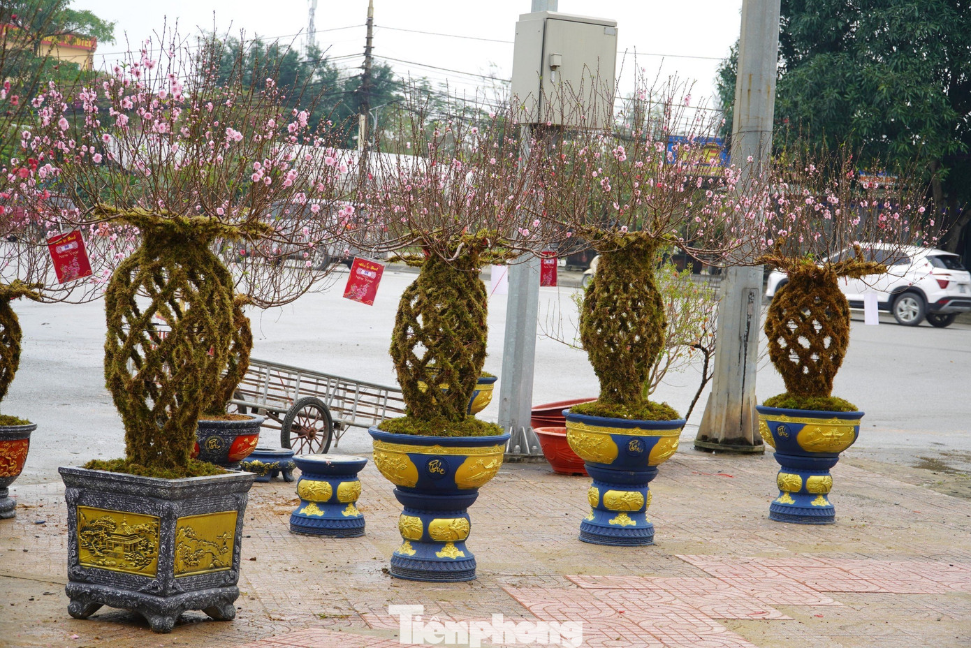 Một bình đào được ghép từ nhiều loại đào khác nhau tạo nên nhiều màu sắc trên một bình hoa.