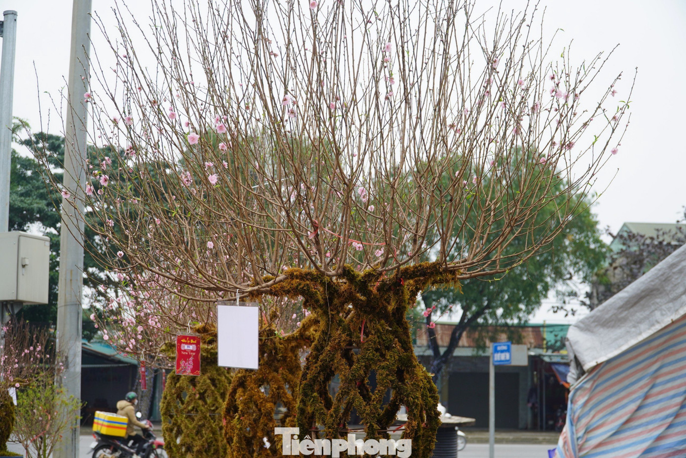 Phần thân hoa nở rực rỡ từ nhiều nhánh khác nhau với thế rất đẹp mắt.