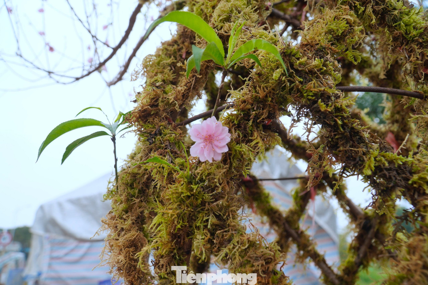 Những bình đào này được uốn và ghép hình từ 8-10 gốc đào bích hoặc đào phai. Mỗi vị trí xen kẽ sẽ được thợ làm vườn cố định bằng dây thép.