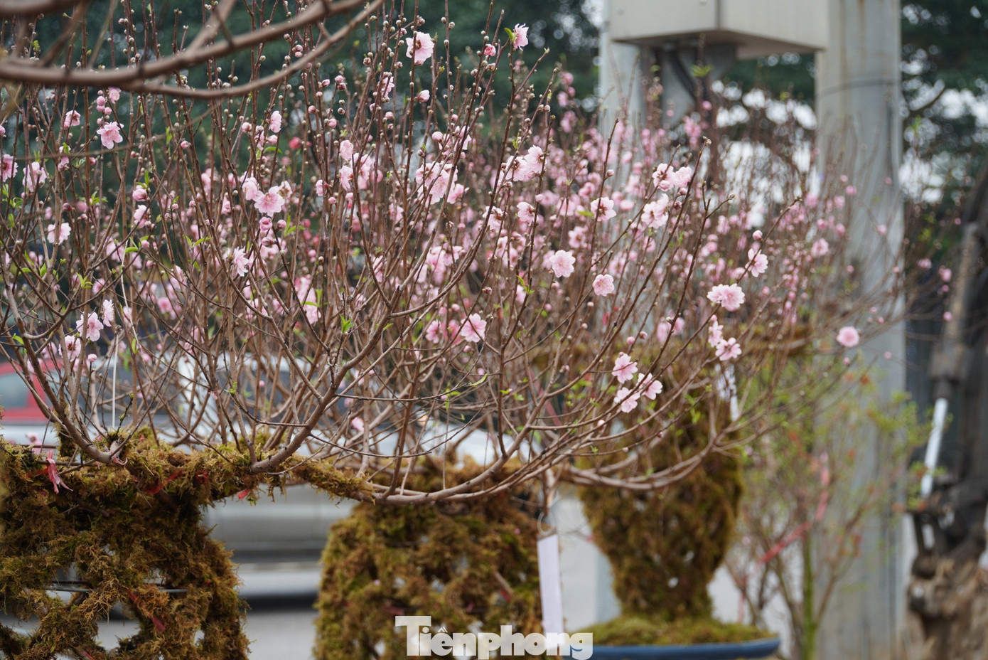 Năm nay anh Việt nhập về khoảng 20 bình nhưng chỉ trong vài ngày đã bán được hơn 10 bình với giá từ 8-12 triệu đồng.