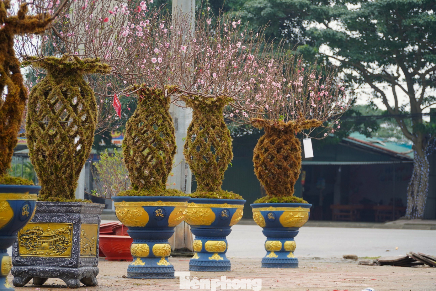 Cận kề Tết Nguyên đán, con đường Đại lộ Xô Viết Nghệ Tĩnh (TP Hà Tĩnh) ngập tràn sắc Xuân. Đặc biệt trong vô số những gian hàng hoa, cây cảnh, nhiều người thích thú khi ngắm nhìn những bình đào được bày bán tại đây.