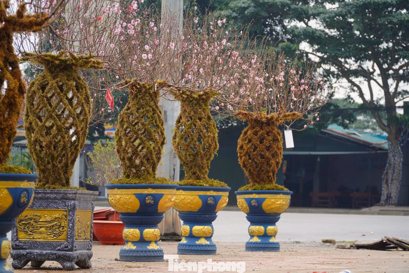 Cận kề Tết Nguyên đán, con đường Đại lộ Xô Viết Nghệ Tĩnh (TP Hà Tĩnh) ngập tràn sắc Xuân. Đặc biệt trong vô số những gian hàng hoa, cây cảnh, nhiều người thích thú khi ngắm nhìn những bình đào được bày bán tại đây.