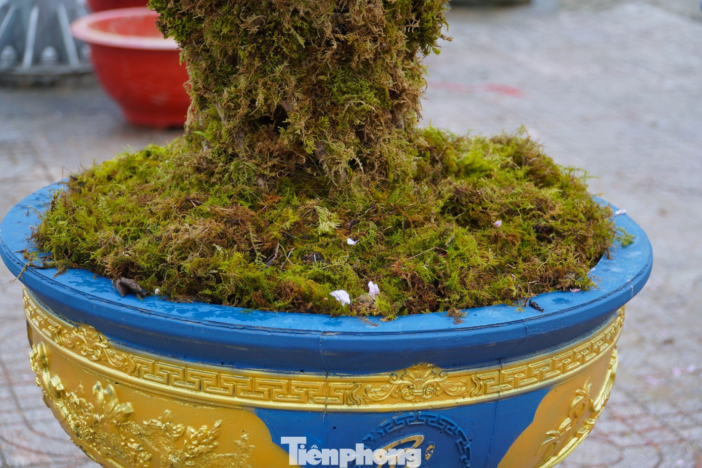 Những bình đào này được uốn và ghép hình từ 8-10 gốc đào bích hoặc đào phai. Mỗi vị trí xen kẽ sẽ được thợ làm vườn cố định bằng dây thép.