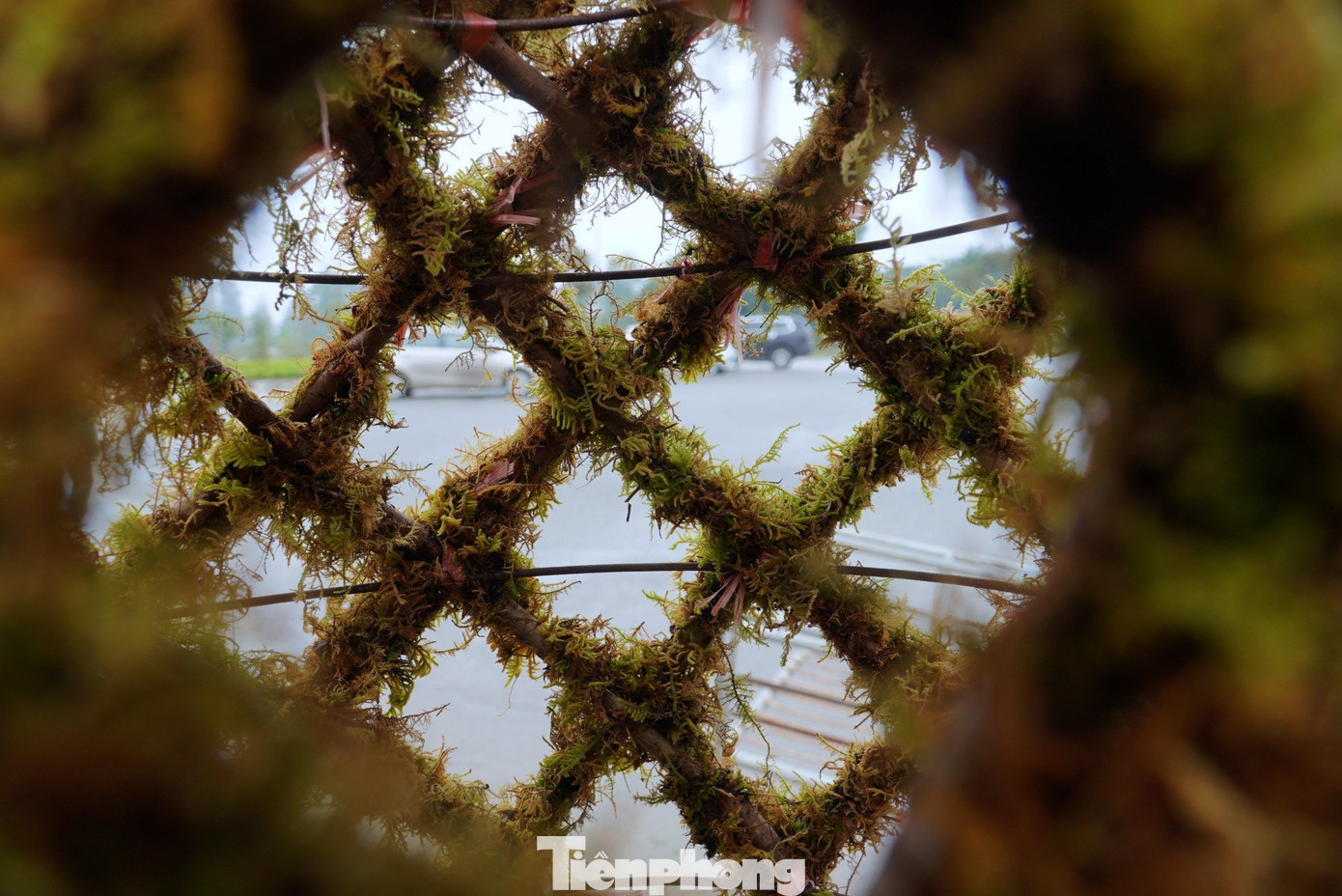 Ở phần gốc thân đào được phủ kín rong rêu tạo nên vẻ đẹp tự nhiên. Còn phần trên là ngọn, cành hoa nở màu sắc sặc sỡ.