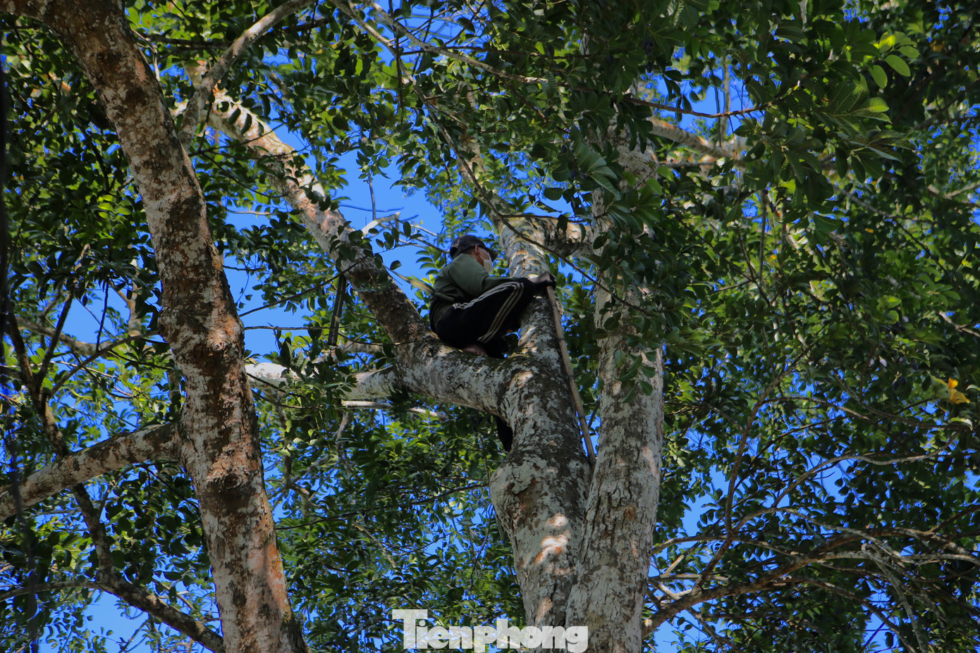 Để hái trám, họ trèo lên các nhành cây, có sử dụng thắt đeo bảo vệ. Dụng cụ hái trám được làm từ cây tre hoặc nứa dài khoảng 10m, phía trên gắn thêm chiếc liềm. Khi trèo đến các cành cây, người hái đưa mắt kỹ nhìn những chùm trám đen che khuất phía sau lá.