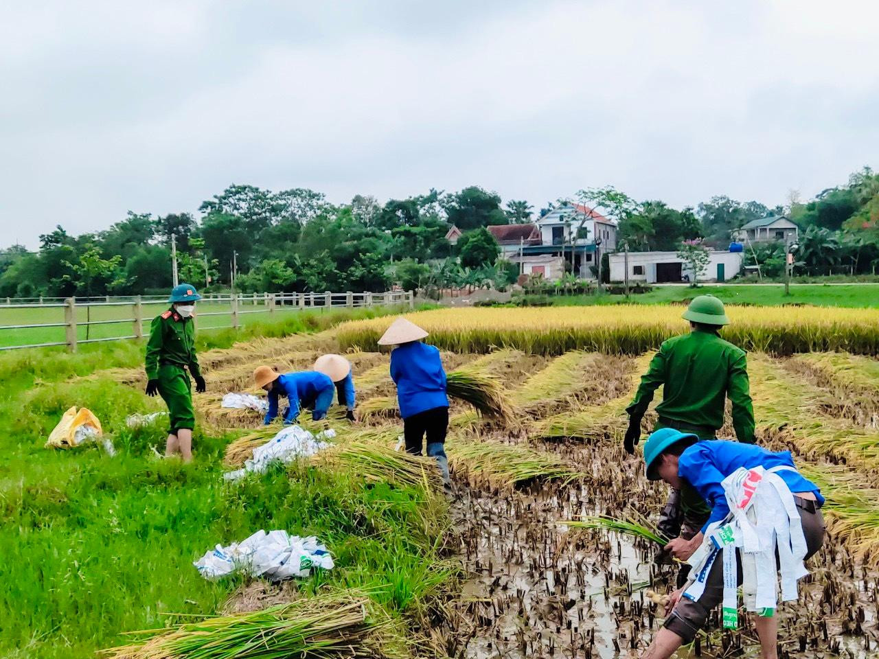 Tranh thủ lúc trời hửng nắng, công an và những tình nguyện viên xuống đồng giúp dân. Mỗi người phân chia nhau hỗ trợ thu hoạch lúa.