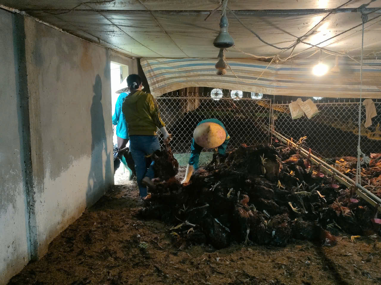 Gà trong trang trại chết hàng loạt.