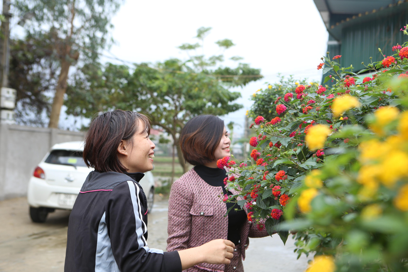 Dù còn hơn một tháng nữa mới đến Tết nguyên đán nhưng vườn hoa của anh Ngà đã có đông người đến mua và đặt cọc tiền trước.