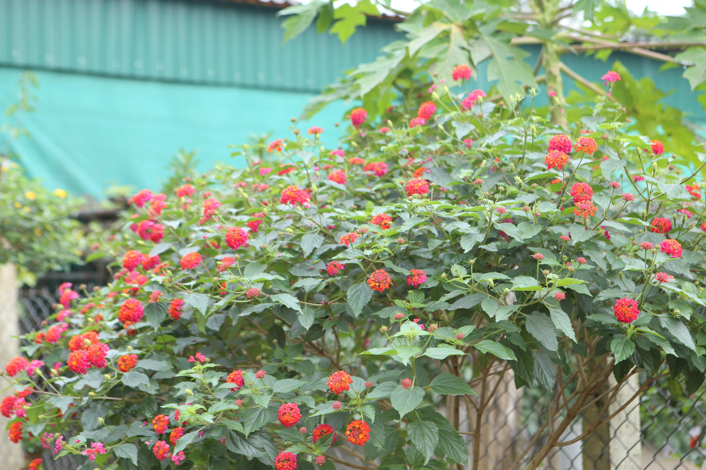 Hoa màu đỏ nhung.