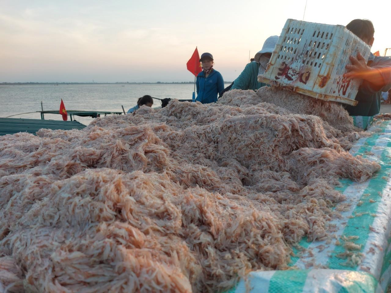 Những ngày qua mỗi ngày có hàng tấn ruốc được ngư dân Hà Tĩnh đánh bắt từ biển. Nhờ đợt trúng đậm luồng ruốc ngư dân có thêm thu nhập. Những ngày qua mỗi ngày có hàng tấn ruốc được ngư dân Hà Tĩnh đánh bắt từ biển. Nhờ đợt trúng đậm luồng ruốc ngư dân có thêm thu nhập.