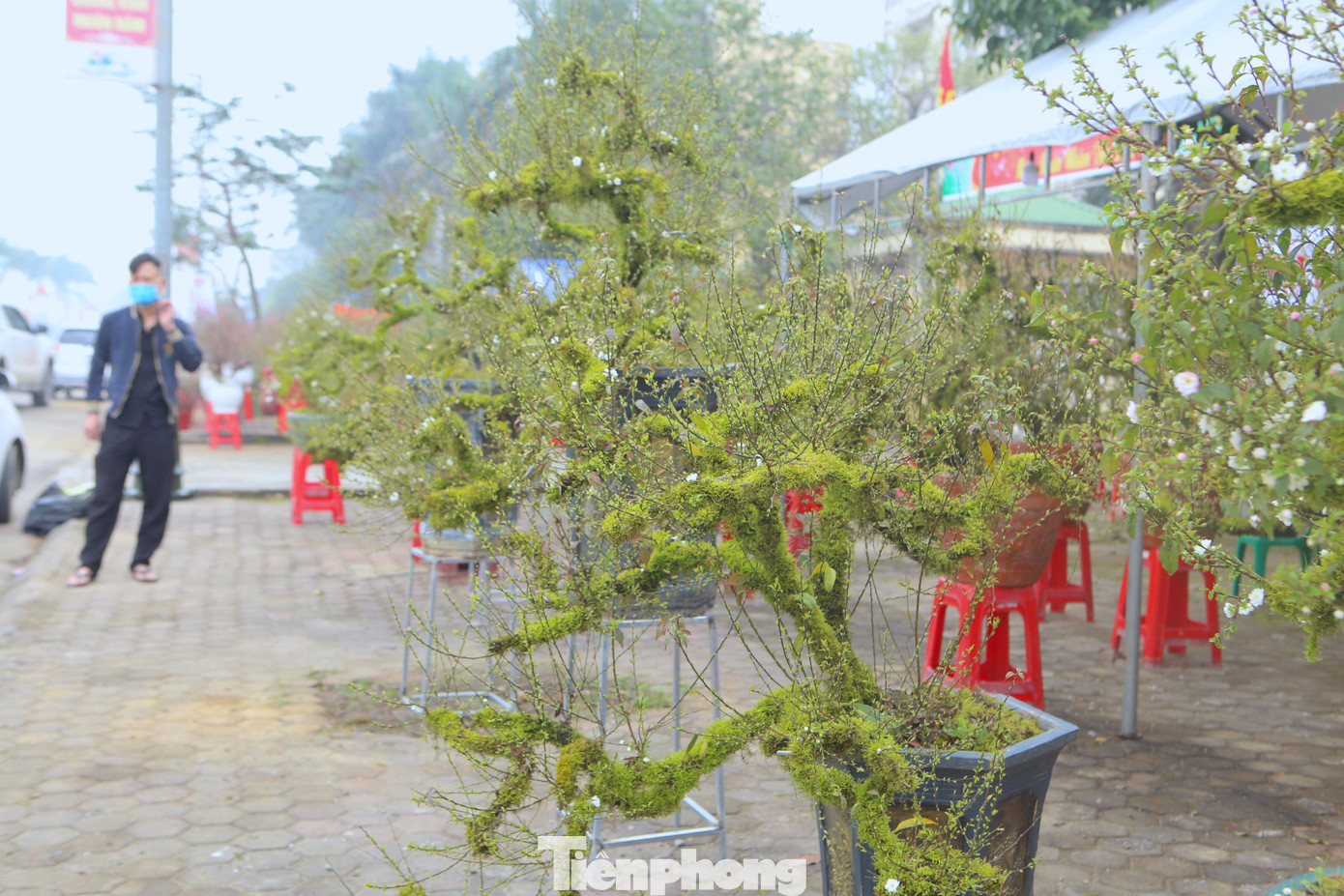 Nhất chi mai cổ thụ có thế đẹp, toàn thân phủ một lớp rong… gây ấn tượng với người đi đường.