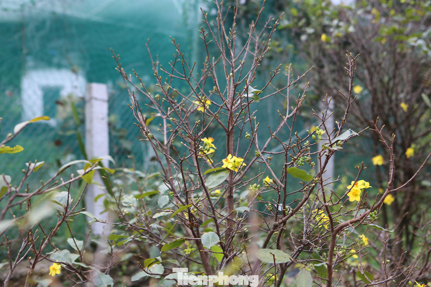 Người dân cho biết, thông thường đến khoảng Rằm tháng 11 (ÂL) mới bắt đầu tỉa lá để hoa nở đúng dịp Tết, nhưng do thời gian qua địa phương có mưa lớn kéo dài, khi nắng lên, nhiều cây mai trong vườn bắt đầu có dấu hiệu rụng lá, nụ hoa phát triển và nhanh chóng ra hoa.