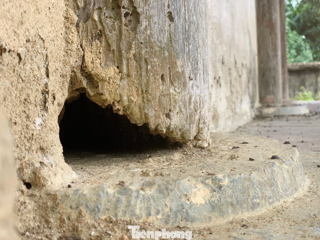 Vị trí cột nhà đã bị mối mọt gây hư hỏng, nguy cơ đổ sập bất cứ lúc nào.