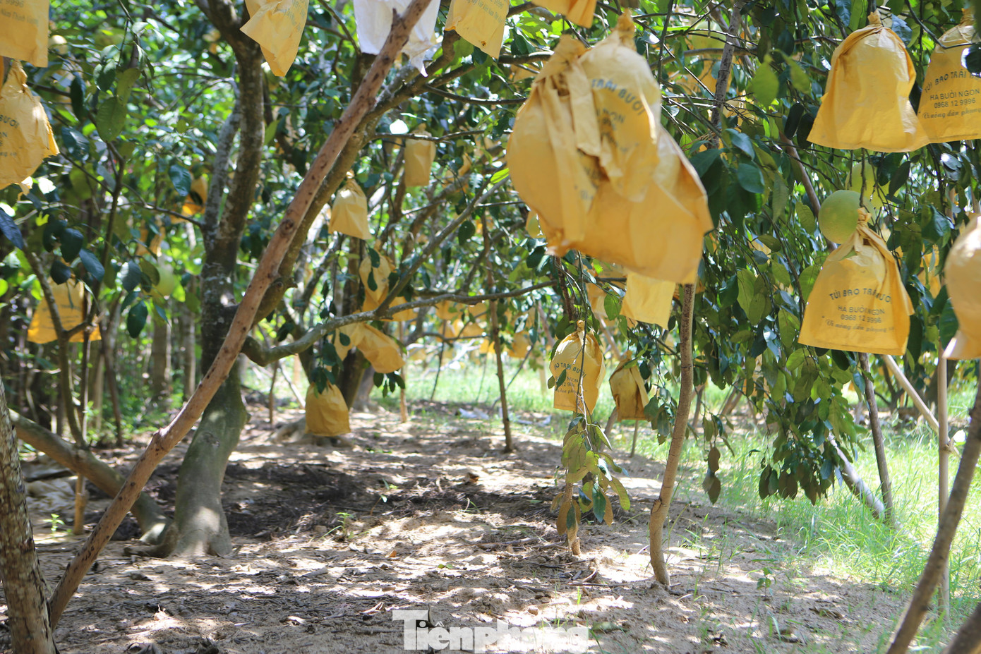 Để ánh nắng không chiếu vào làm rám vỏ bưởi và tránh bị côn trùng đốt, nhiều gia đình mua túi bọc bưởi được làm bằng giấy màu vàng pha lẫn nylon.