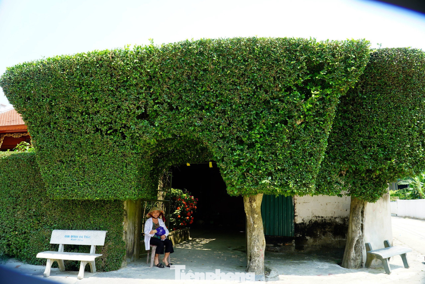 Chiếc cổng cùng hàng rào làm từ 4 gốc duối của gia đình bà Nguyễn Thị Tam (73 tuổi, trú thôn Châu Nội) đã trên 100 năm tuổi. Bà Tam cho biết, cây duối rất dễ trồng, dễ sống và đặc biệt chúng không lấn chiếm diện tích đất nên được nhiều người dân trồng để làm hàng rào.