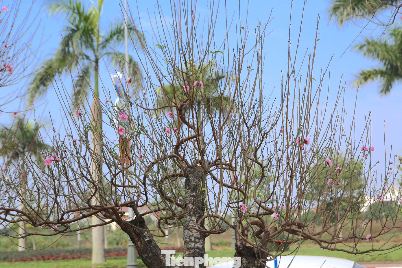 Đào vẫn trong giai đoạn dưỡng nụ, ra hoa. Theo tính toán của người bán ở đây thì khoảng một tuần nữa hoa nở sẽ đẹp.