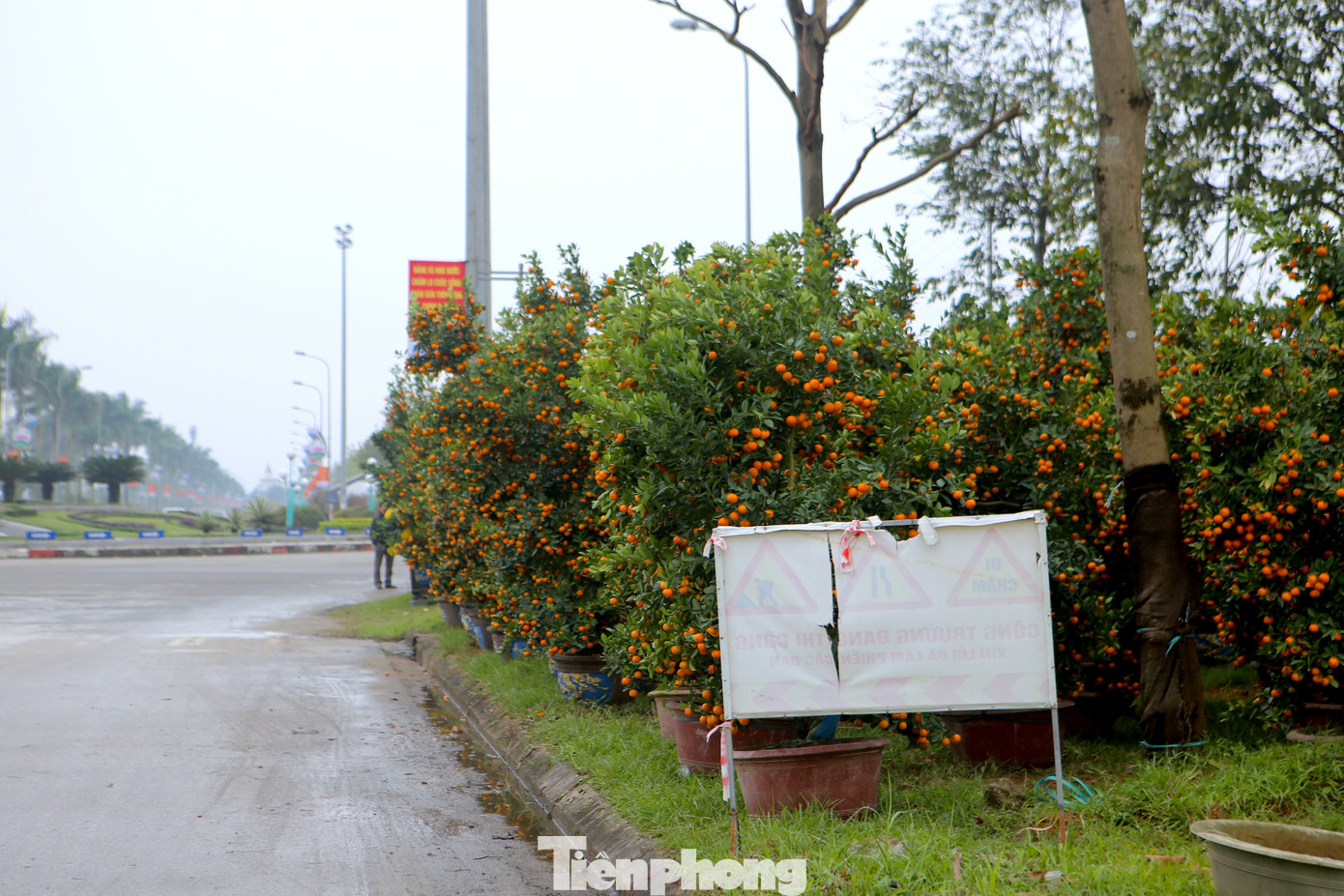 Đủ loại cây cảnh Tết được bày bán.