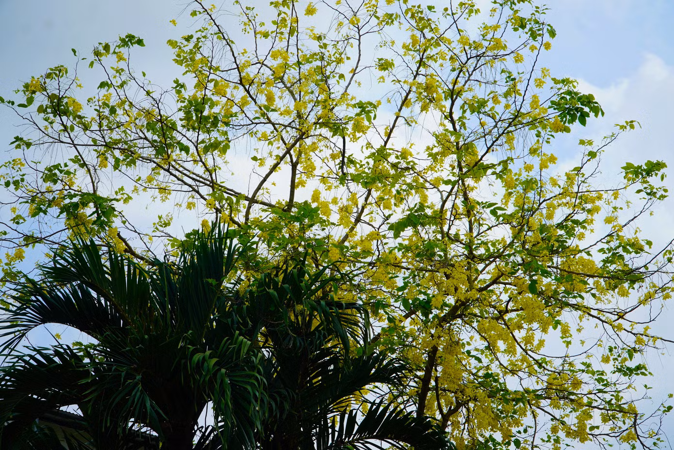 Mùa hoa muồng hoàng yến kéo dài khoảng 2 tháng, từ tháng 5 đến tháng 7.