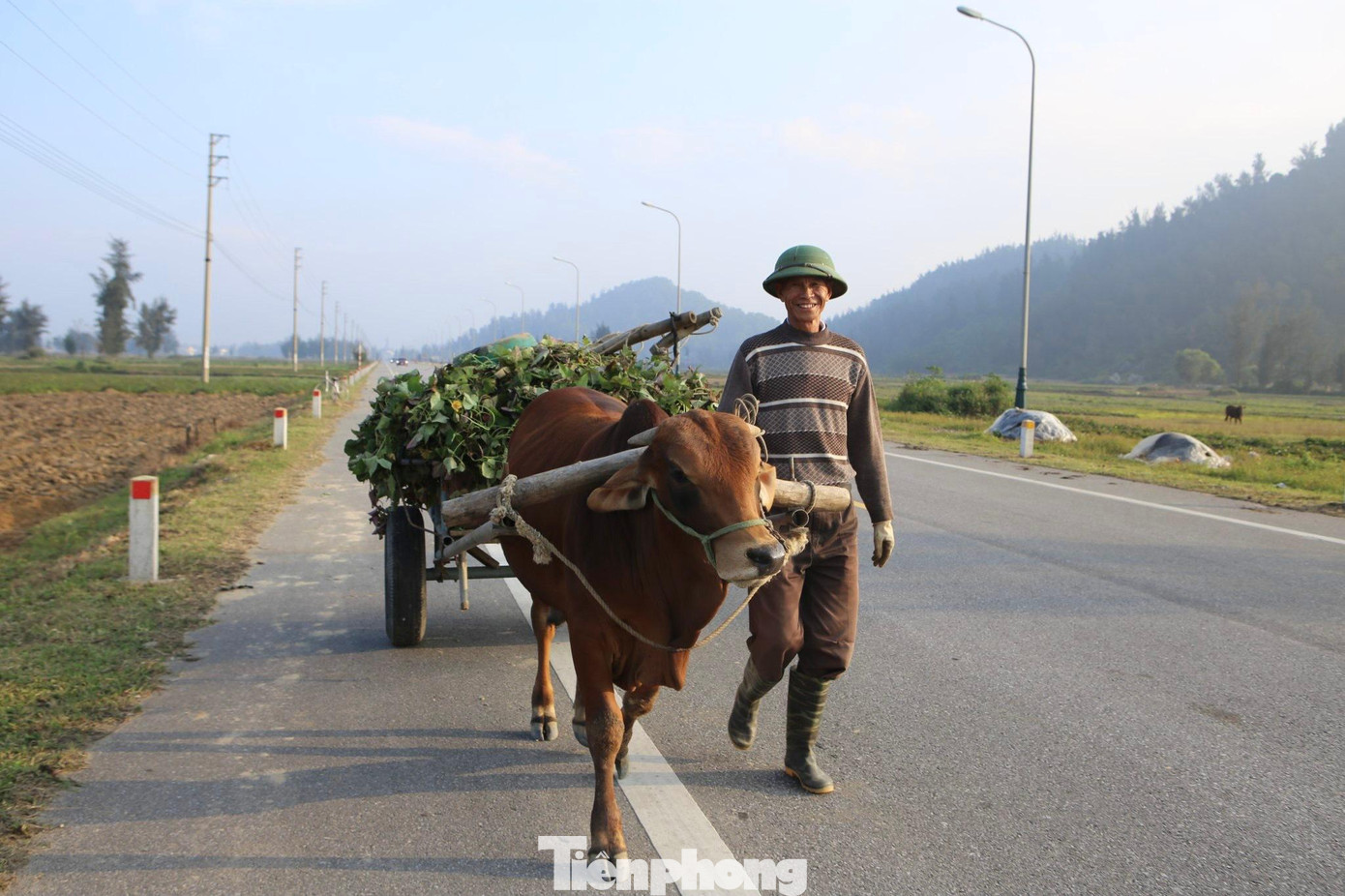 Người dân vùng này đang tất bật làm các công tác để thu hoạch khoai. Thân gốc khoai sau khi được lấy củ sẽ để làm thức ăn cho gia súc.