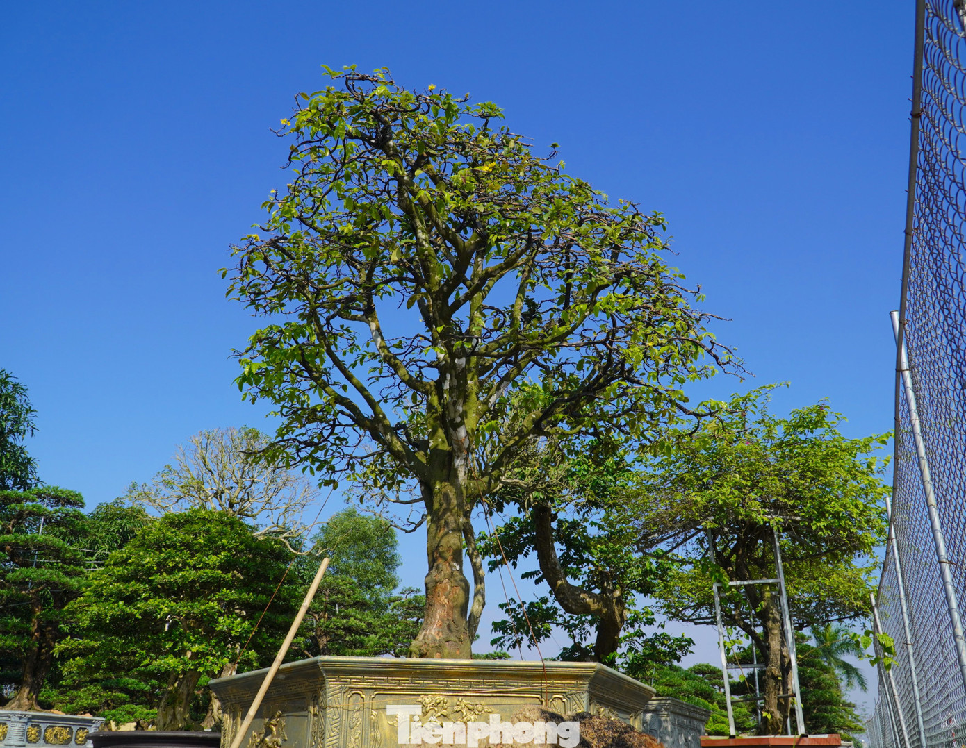 Riêng gốc mai này chủ vườn cho biết có giá trên 200 triệu đồng.