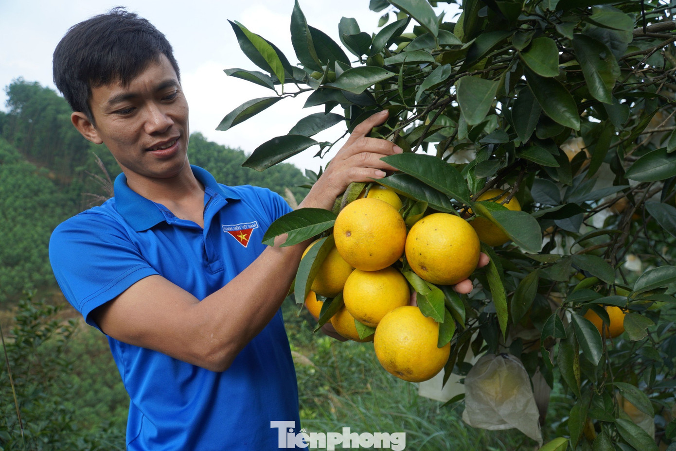 Năm 2023, vườn cam của anh Bảo dự kiến thu về 10 tấn, giải quyết việc làm cho 10 lao động thời vụ và 4 lao động thường xuyên. Năm 2023, vườn cam của anh Bảo dự kiến thu về 10 tấn, giải quyết việc làm cho 10 lao động thời vụ và 4 lao động thường xuyên.