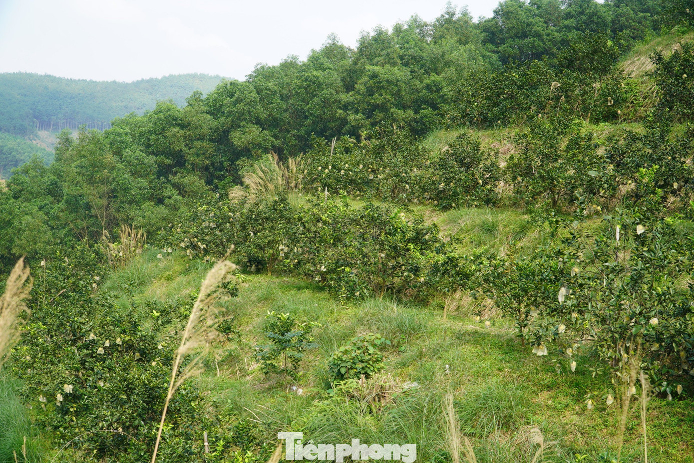 Sau khi tốt nghiệp Đại học Tây Nguyên, anh Đoàn Ngọc Bảo có cơ hội vào làm việc tại Sở Tài nguyên và Môi trường tỉnh Đắk Nông. Tuy nhiên, năm 2015 anh Bảo đã có quyết định táo bạo khi trở về quê hương để phát triển mô hình trồng cam. Sau khi tốt nghiệp Đại học Tây Nguyên, anh Đoàn Ngọc Bảo có cơ hội vào làm việc tại Sở Tài nguyên và Môi trường tỉnh Đắk Nông. Tuy nhiên, năm 2015 anh Bảo đã có quyết định táo bạo khi trở về quê hương để phát triển mô hình trồng cam.