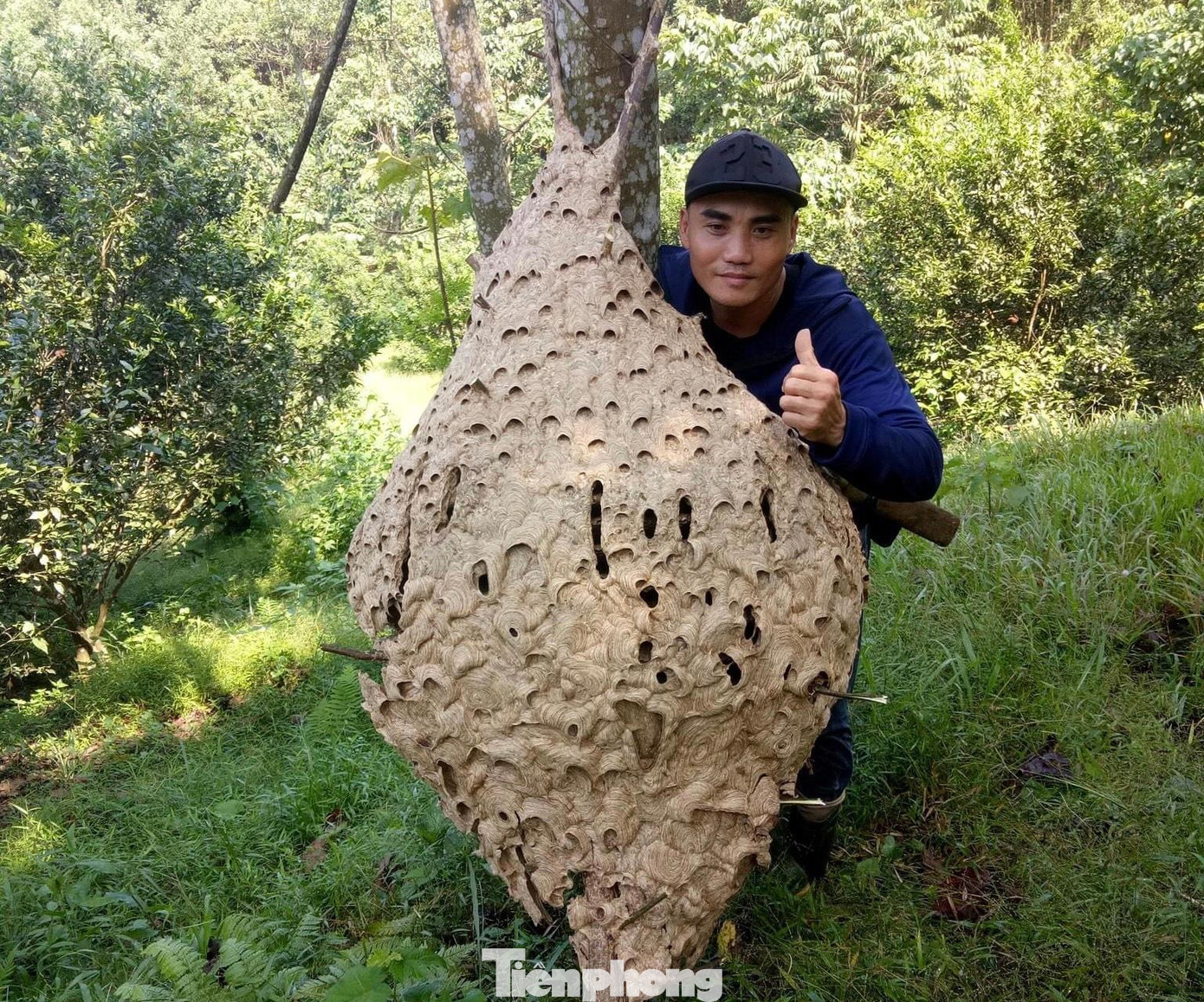 Tổ ong "khủng" sau đó được anh Dũng bán cho một người địa phương với giá 2 triệu đồng. Tổ ong "khủng" sau đó được anh Dũng bán cho một người địa phương với giá 2 triệu đồng.
