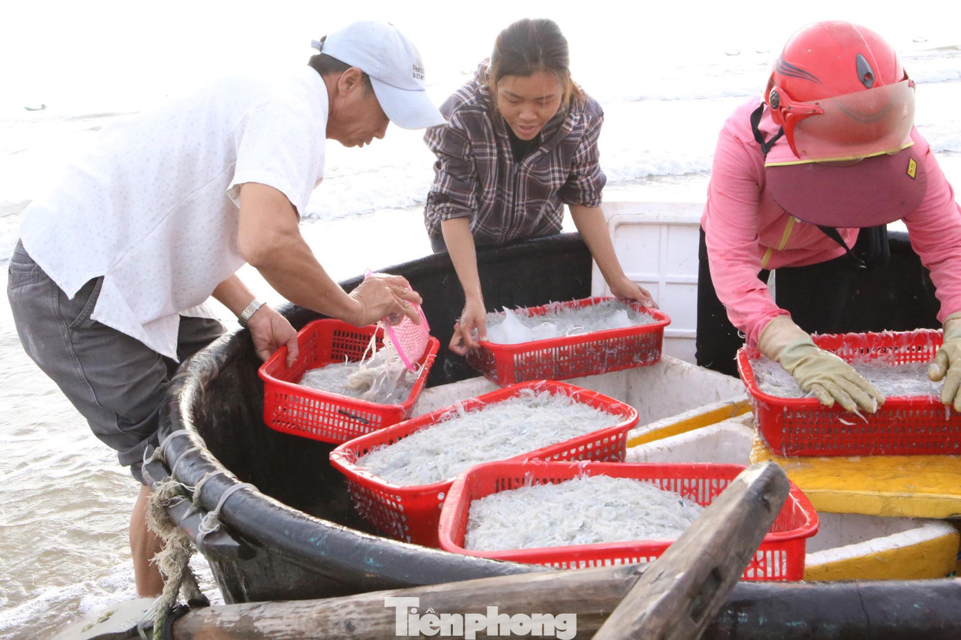 Cá khi vợt xong sẽ cho vào thùng xốp đóng kín và đưa lên bờ cho thương lái. Cứ được 3-4 thùng người dân lại chèo thúng vận chuyển cá vào bờ 1 lần.