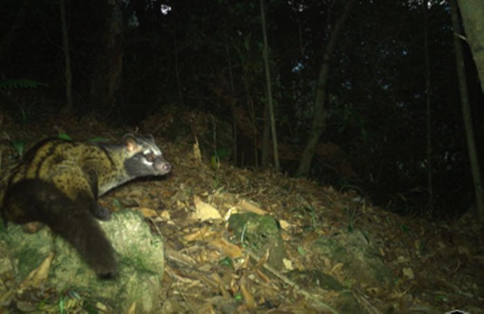 Loài cầy Vòi Hương được phát hiện. Loài cầy Vòi Hương được phát hiện.